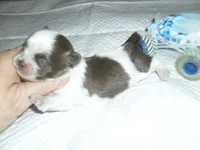 River, a male Mal Shi for sale in Woodfin, NC – 4 of 5