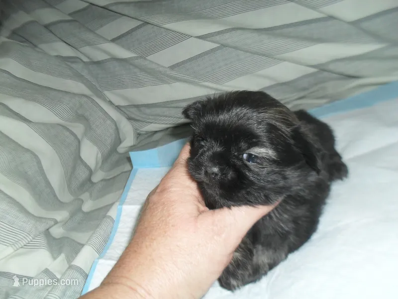Jade – Shih Tzu puppy for sale in Woodfin, NC