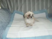 Lacey, a female Shih Tzu for sale in Woodfin, NC – 3 of 4