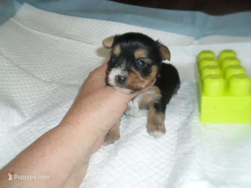 Spider – Malchi puppy for sale in Woodfin, NC