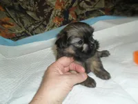Raine, a female Shih Tzu for sale in Woodfin, NC – 5 of 5