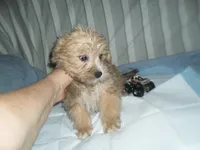 Max, a male Yorkshire Terrier and Malchi for sale in Woodfin, NC – 2 of 4