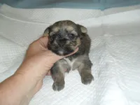Teaka, a female Yorkshire Terrier and Malchi for sale in Woodfin, NC – 4 of 5