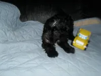River, a male Morkie for sale in Woodfin, NC – 2 of 5