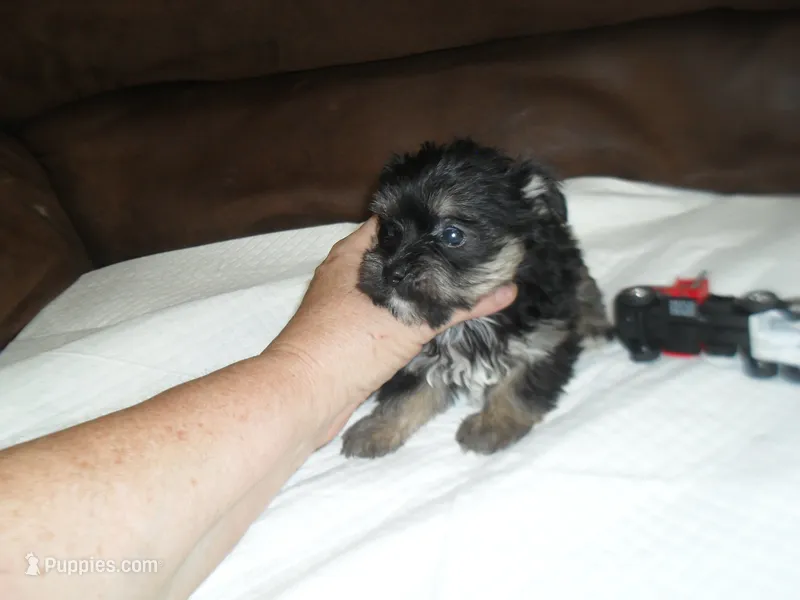 Toby – Yorkshire Terrier, Malchi puppy for sale in Woodfin, NC