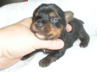 Razor, a male Yorkshire Terrier for sale in Woodfin, NC – 3 of 5