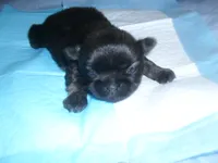 Jade, a female Shih Tzu for sale in Woodfin, NC – 2 of 4