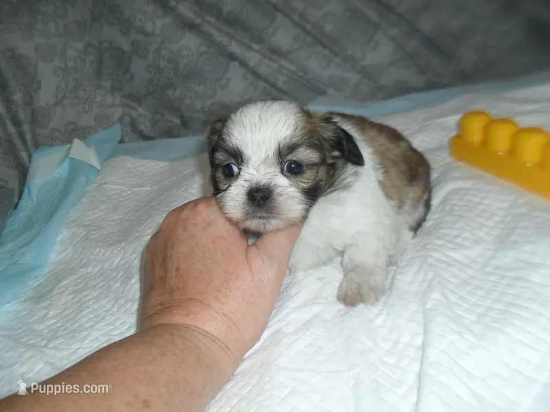 Jax – Shih Tzu puppy for sale in Woodfin, NC