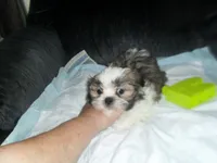 Cosmo, a male Shih Tzu for sale in Woodfin, NC – 3 of 5