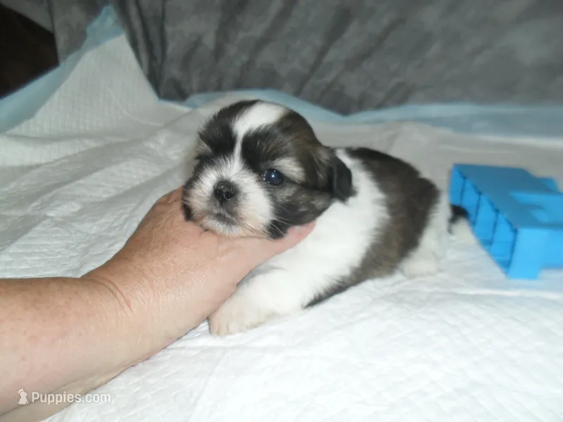 Axel – Shih Tzu puppy for sale in Woodfin, NC