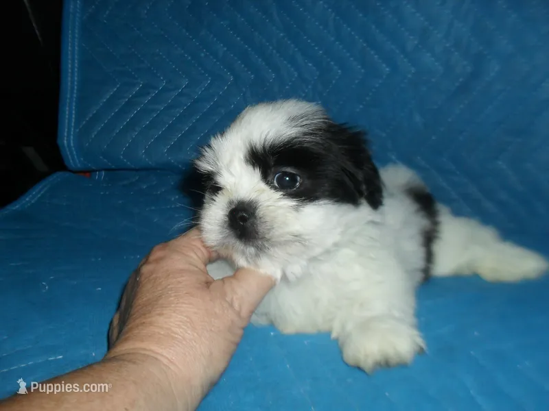 Jade – Shih Tzu puppy for sale in Woodfin, NC