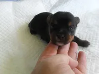Razor, a male Yorkshire Terrier for sale in Woodfin, NC – 4 of 5
