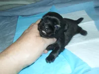 Jade, a female Shih Tzu for sale in Woodfin, NC – 3 of 4