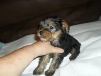 Porsha, a female Yorkshire Terrier for sale in Woodfin, NC – 4 of 6