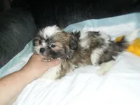 Ryker, a male Shih Tzu for sale in Woodfin, NC – 3 of 5