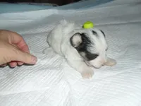 Gracie, a female Morkie for sale in Woodfin, NC – 2 of 4