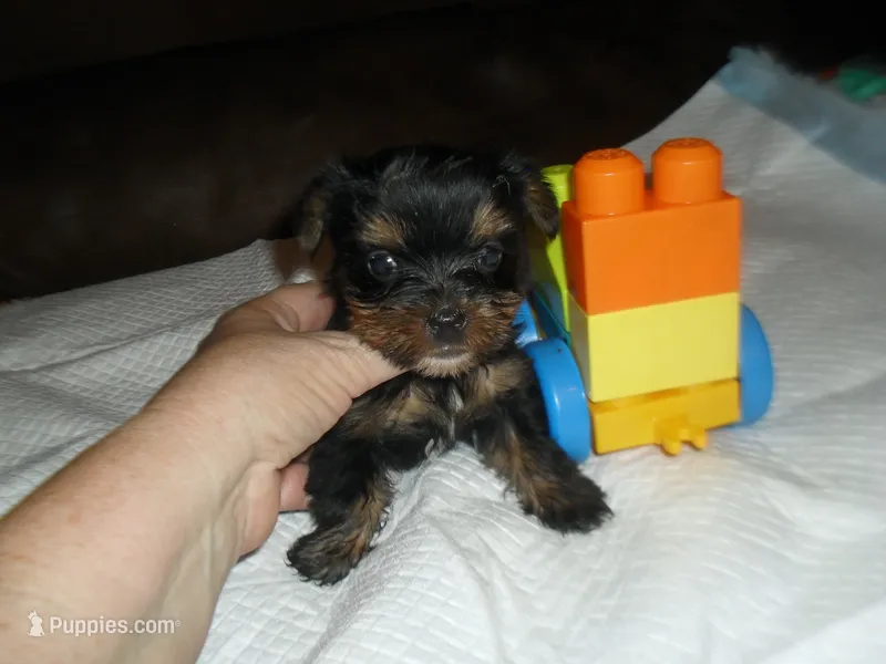 Razor – Yorkshire Terrier puppy for sale in Woodfin, NC