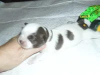 Apollo, a male Mal Shi for sale in Woodfin, NC – 4 of 4