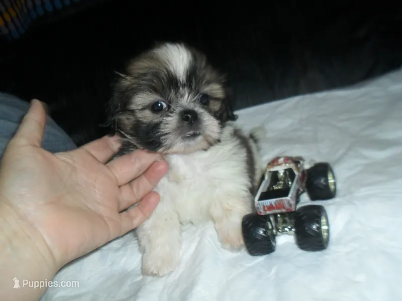 Axel – Shih Tzu puppy for sale in Woodfin, NC