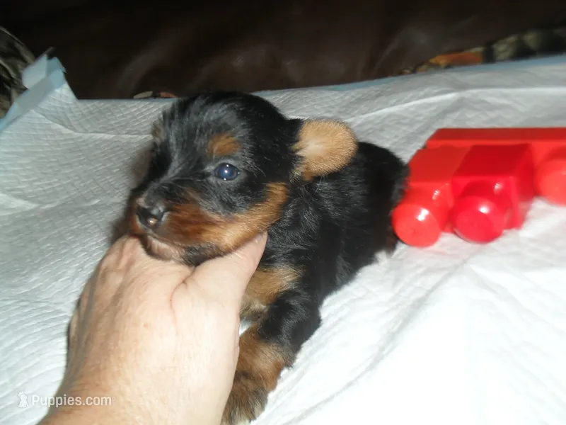 Regan – Yorkshire Terrier puppy for sale in Woodfin, NC