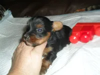Regan, a female Yorkshire Terrier for sale in Woodfin, NC – 1 of 4
