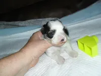 Riley, a female Morkie for sale in Woodfin, NC – 4 of 5