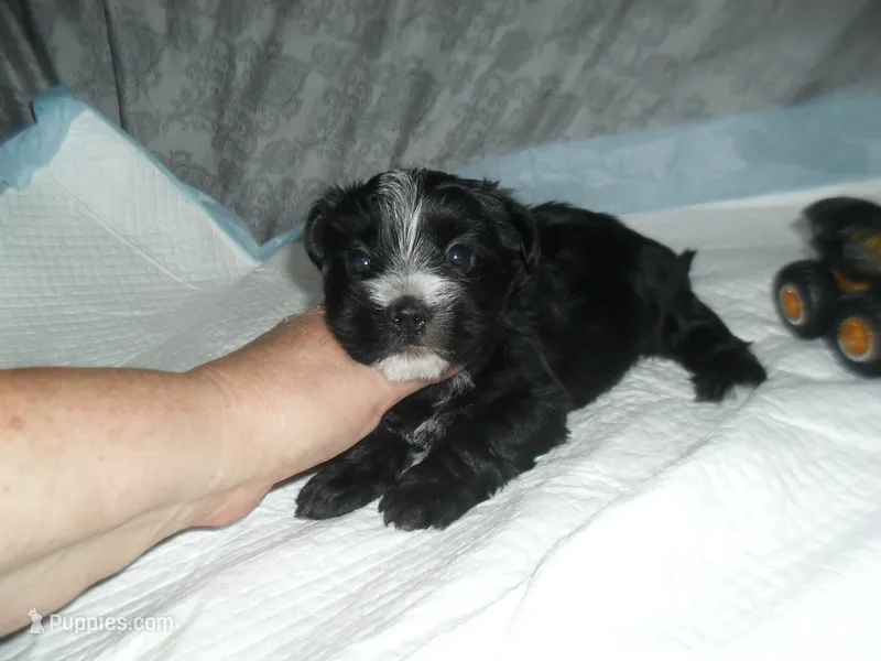 Chase – Morkie puppy for sale in Woodfin, NC
