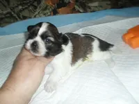 Cricket, a female Shih Tzu for sale in Woodfin, NC – 2 of 6