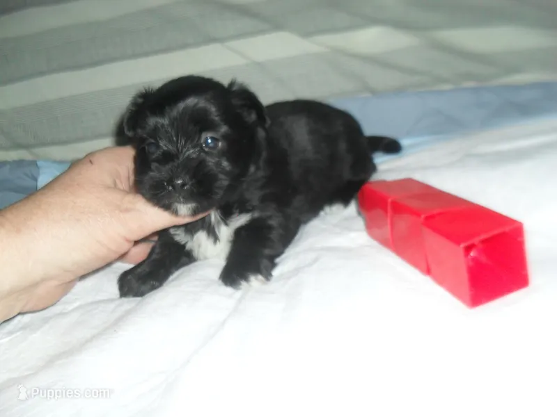 Jade – Shorkie puppy for sale in Woodfin, NC