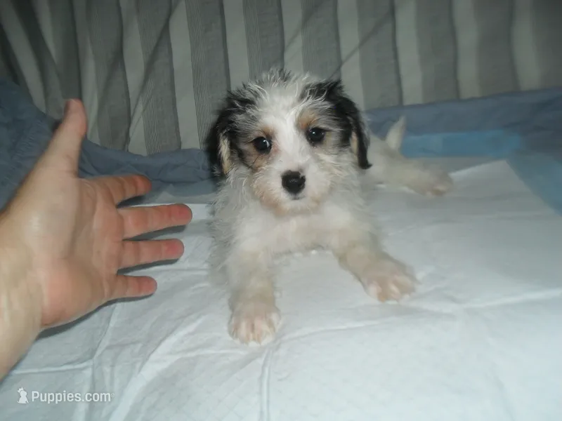 Gracie – Morkie puppy for sale in Woodfin, NC