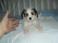 Gracie, a female Morkie for sale in Woodfin, NC – 1 of 5