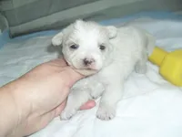 Tia, a female Morkie for sale in Woodfin, NC – Photo 5 of 5