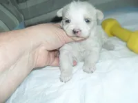 Tia, a female Morkie for sale in Woodfin, NC – Photo 3 of 5