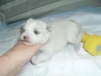 Tia, a female Morkie for sale in Woodfin, NC – Photo 4 of 5