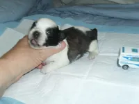 Axel, a male Shih Tzu for sale in Woodfin, NC – 4 of 5