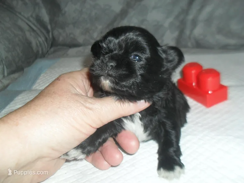 Raine – Shih Tzu puppy for sale in Woodfin, NC