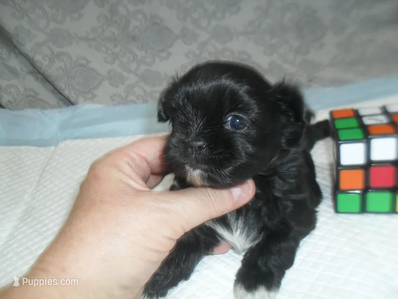 Raine – Shih Tzu puppy for sale in Woodfin, NC