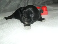 Raine, a female Shih Tzu for sale in Woodfin, NC – Photo 3 of 4