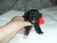 Raine, a female Shih Tzu for sale in Woodfin, NC – Photo 4 of 4