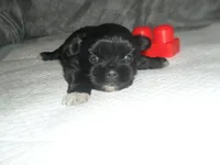 Raine, a female Shih Tzu for sale in Woodfin, NC – Photo 2 of 4