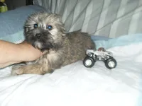 Chase, a male Yorkshire Terrier and Malchi for sale in Woodfin, NC – 3 of 5