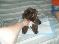 Razor, a male Mal Shi for sale in Woodfin, NC – 2 of 3