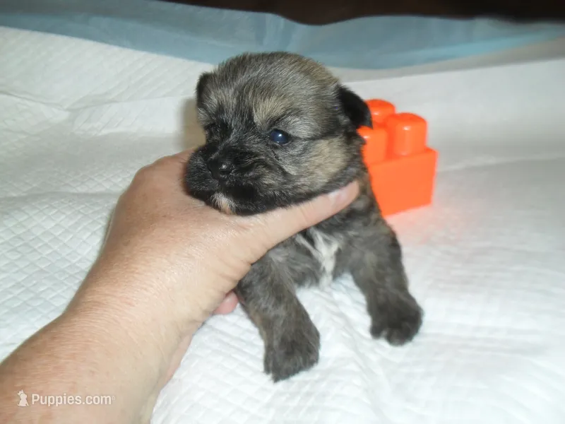 Chase – Malchi puppy for sale in Woodfin, NC