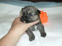 Chase, a male Malchi for sale in Woodfin, NC – 1 of 4