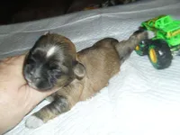 Ryder, a male Mal Shi for sale in Woodfin, NC – 4 of 5