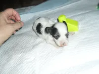 Tia, a female Morkie for sale in Woodfin, NC – 4 of 5