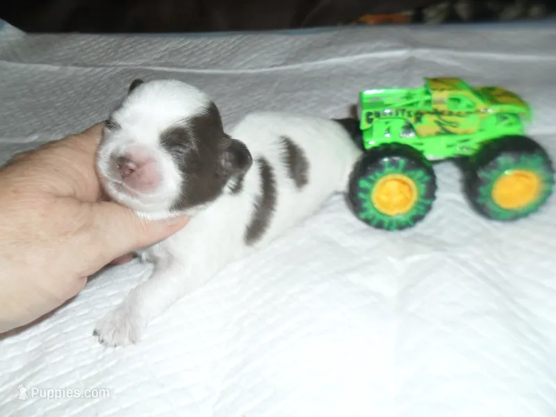 Apollo – Mal Shi puppy for sale in Woodfin, NC