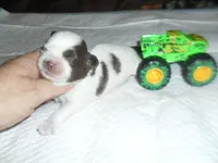 Apollo, a male Mal Shi for sale in Woodfin, NC – 1 of 4