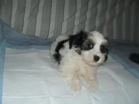 River, a male Morkie for sale in Woodfin, NC – 2 of 5