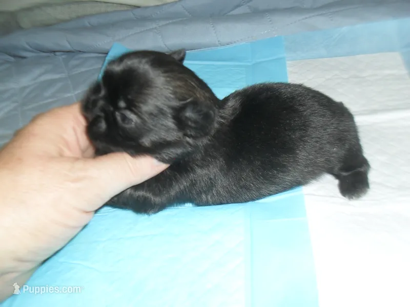 Jade – Shih Tzu puppy for sale in Woodfin, NC